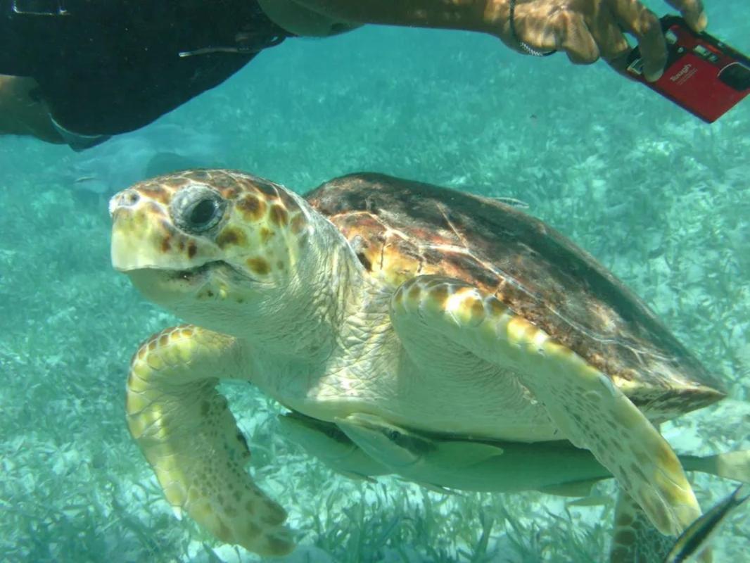 Tropical Paradise Express Caye Caulker Εξωτερικό φωτογραφία