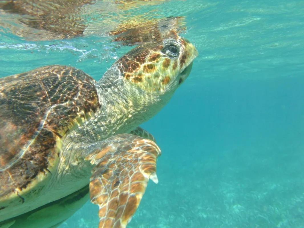 Tropical Paradise Express Caye Caulker Εξωτερικό φωτογραφία